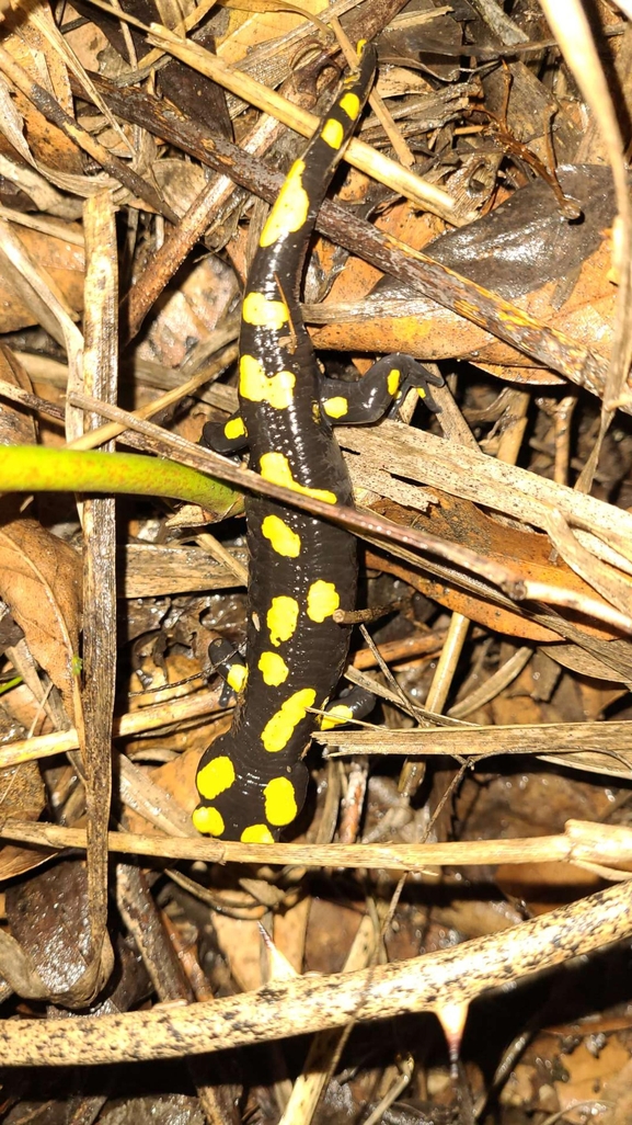 Salamandra infraimmaculata  photographed by רמדאן עיסא 