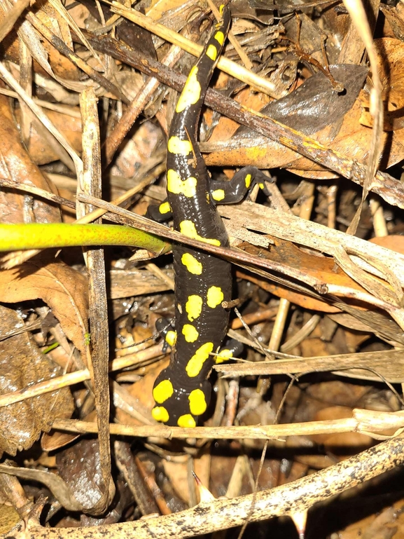 Salamandra infraimmaculata  photographed by רמדאן עיסא 