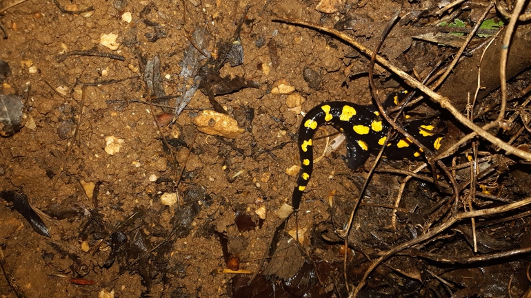 Salamandra infraimmaculata  photographed by רמדאן עיסא 