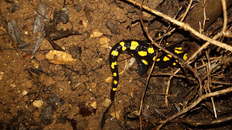 Salamandra infraimmaculata  photographed by רמדאן עיסא 