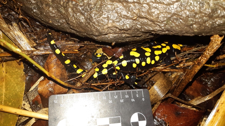 Salamandra infraimmaculata  photographed by רמדאן עיסא 