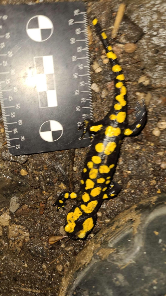 Salamandra infraimmaculata  photographed by רמדאן עיסא 