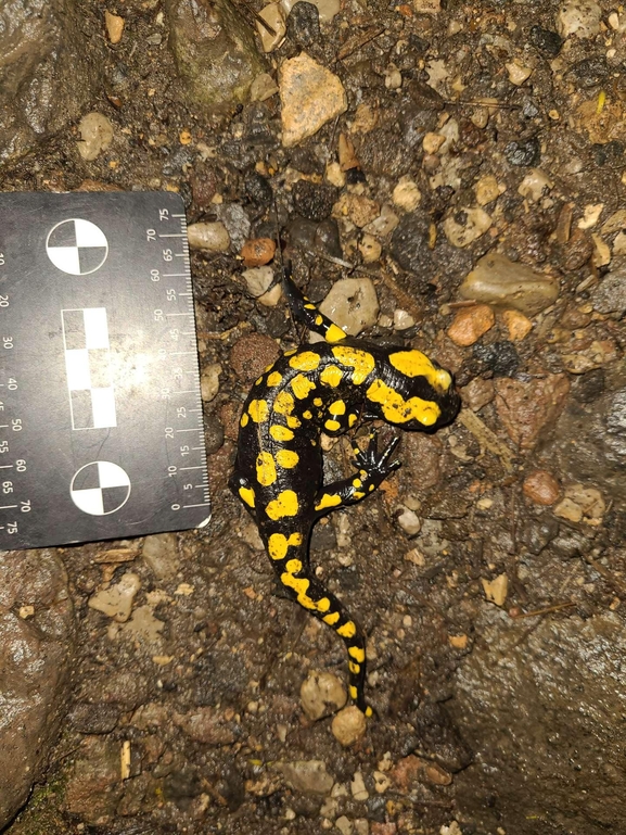 Salamandra infraimmaculata  photographed by רמדאן עיסא 