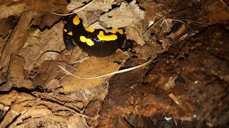 Salamandra infraimmaculata  photographed by רמדאן עיסא 