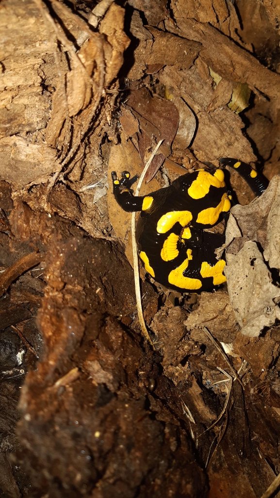 Salamandra infraimmaculata  photographed by רמדאן עיסא 