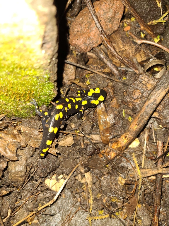 Salamandra infraimmaculata  photographed by רמדאן עיסא 