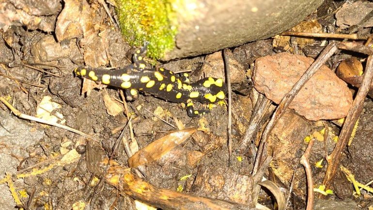 Salamandra infraimmaculata  photographed by רמדאן עיסא 