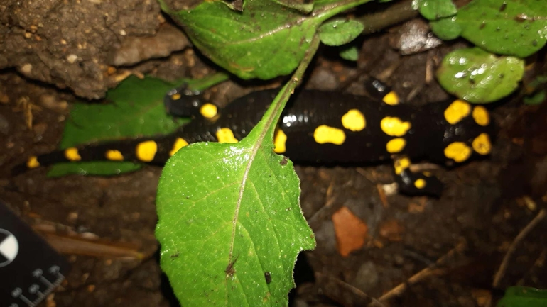 Salamandra infraimmaculata  photographed by רמדאן עיסא 