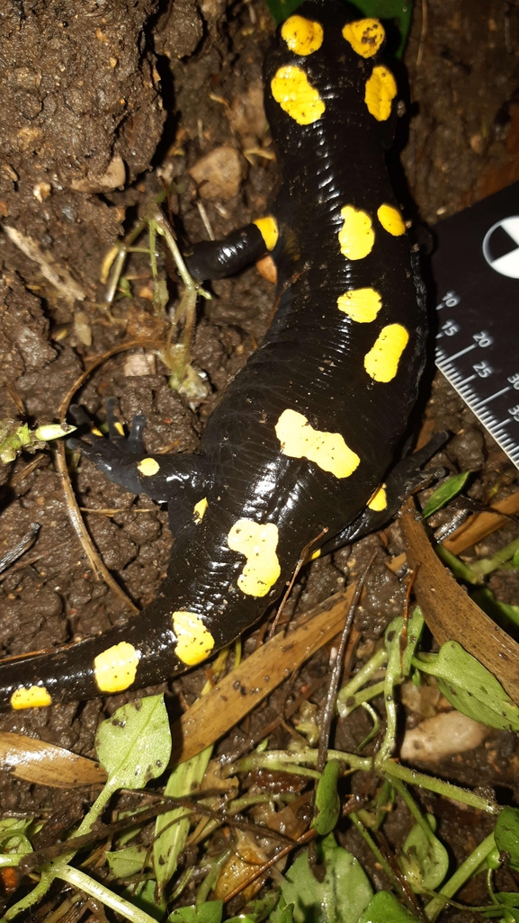 Salamandra infraimmaculata  photographed by רמדאן עיסא 