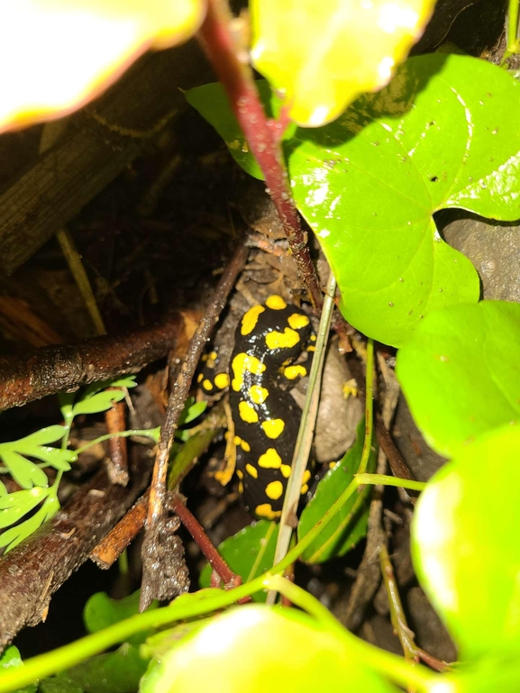 Salamandra infraimmaculata  photographed by רמדאן עיסא 