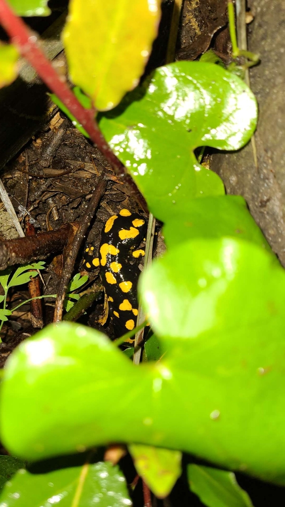 Salamandra infraimmaculata  photographed by רמדאן עיסא 