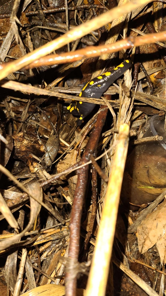 Salamandra infraimmaculata  photographed by רמדאן עיסא 