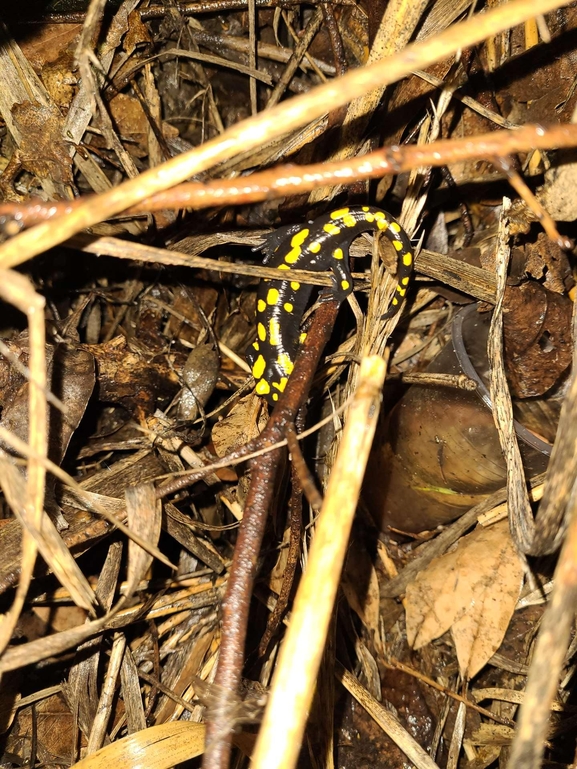 Salamandra infraimmaculata  photographed by רמדאן עיסא 