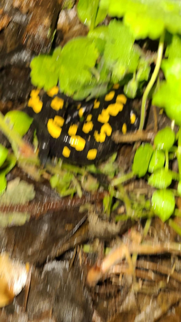 Salamandra infraimmaculata  photographed by רמדאן עיסא 