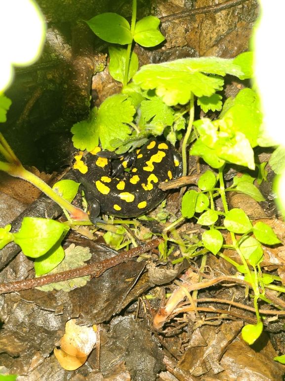 Salamandra infraimmaculata  photographed by רמדאן עיסא 