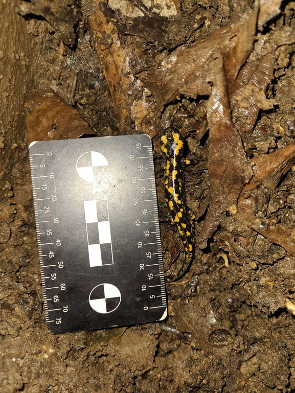 Salamandra infraimmaculata  photographed by רמדאן עיסא 