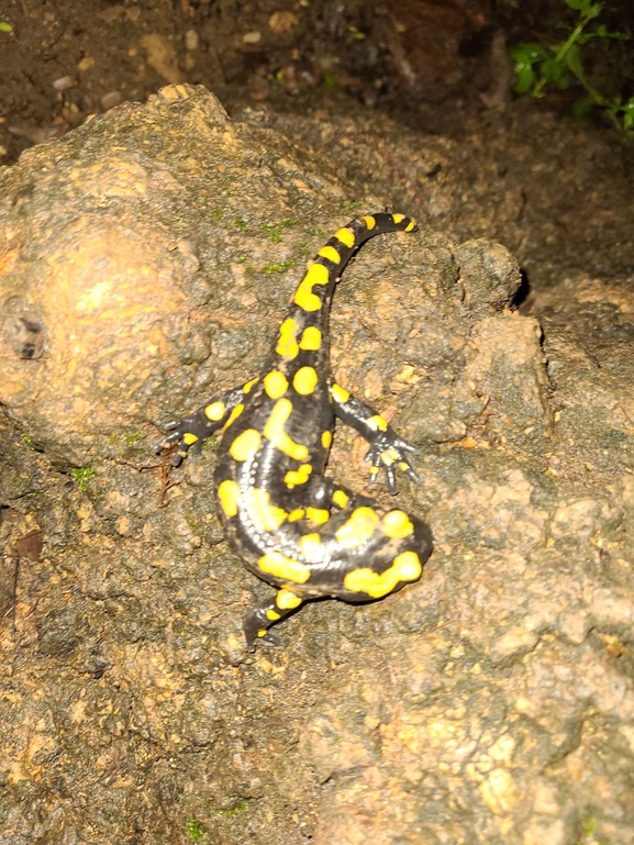 Salamandra infraimmaculata  photographed by רמדאן עיסא 