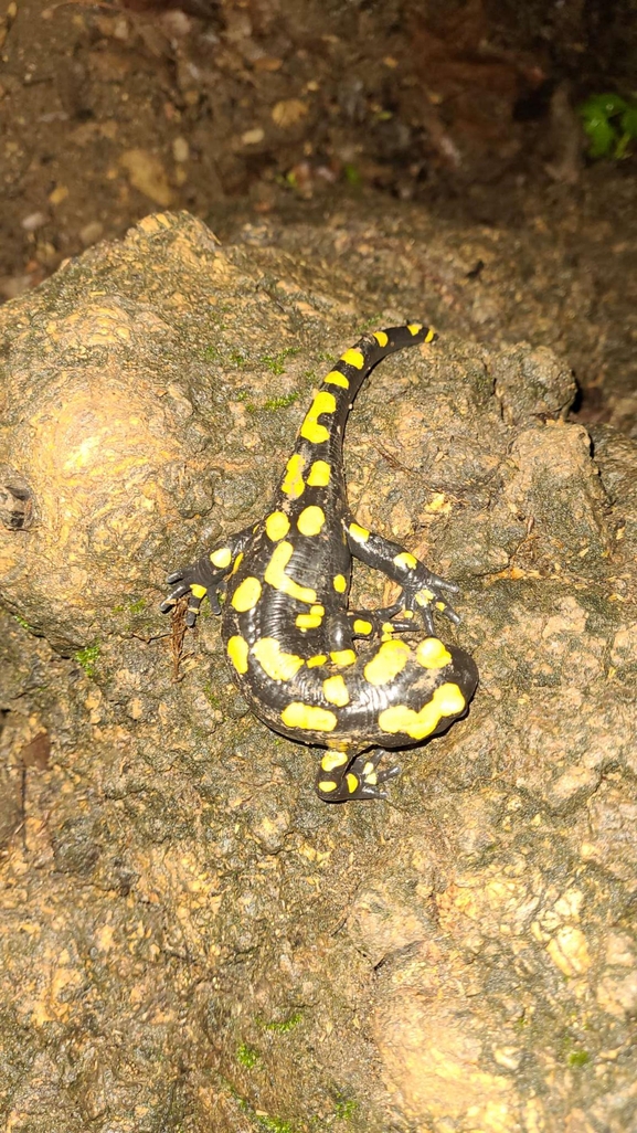 Salamandra infraimmaculata  photographed by רמדאן עיסא 