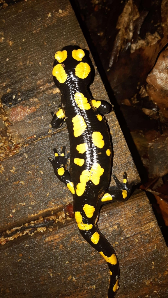 Salamandra infraimmaculata  photographed by רמדאן עיסא 