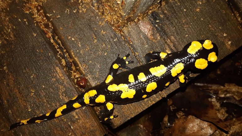 Salamandra infraimmaculata  photographed by רמדאן עיסא 