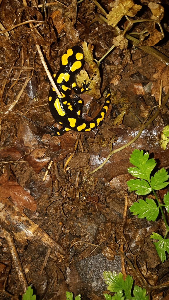 Salamandra infraimmaculata  photographed by רמדאן עיסא 