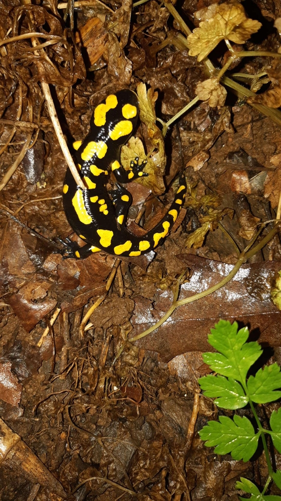 Salamandra infraimmaculata  photographed by רמדאן עיסא 