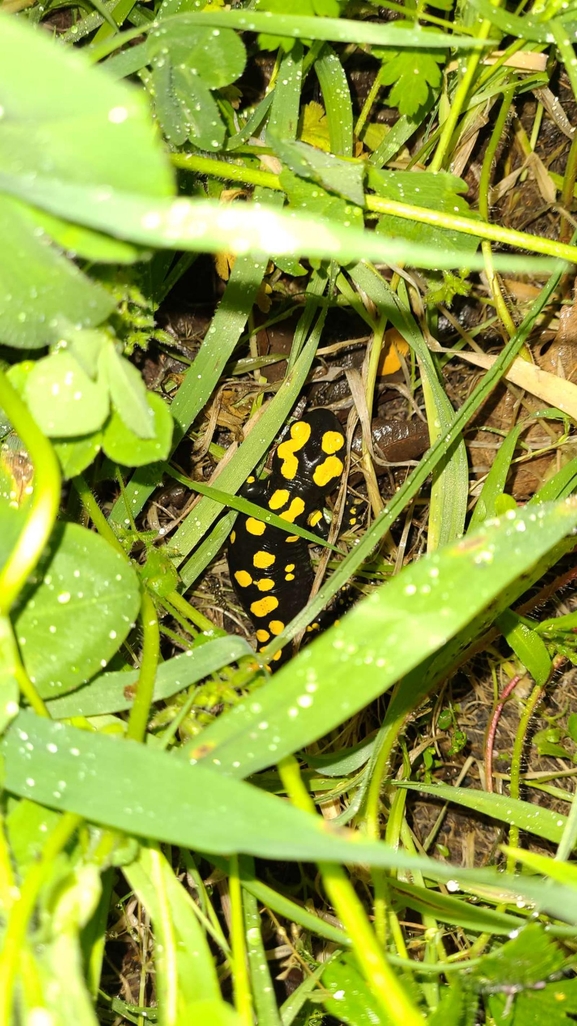 Salamandra infraimmaculata  photographed by רמדאן עיסא 