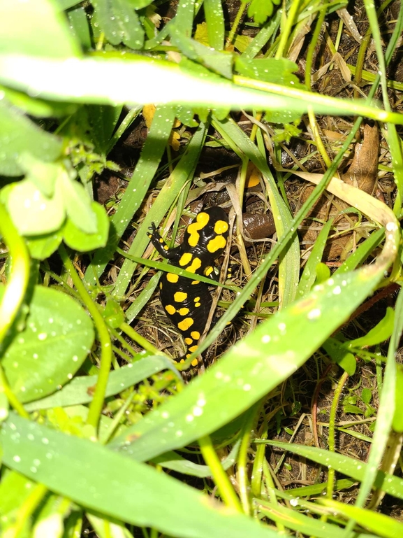 Salamandra infraimmaculata  photographed by רמדאן עיסא 