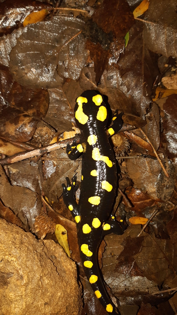 Salamandra infraimmaculata  photographed by רמדאן עיסא 