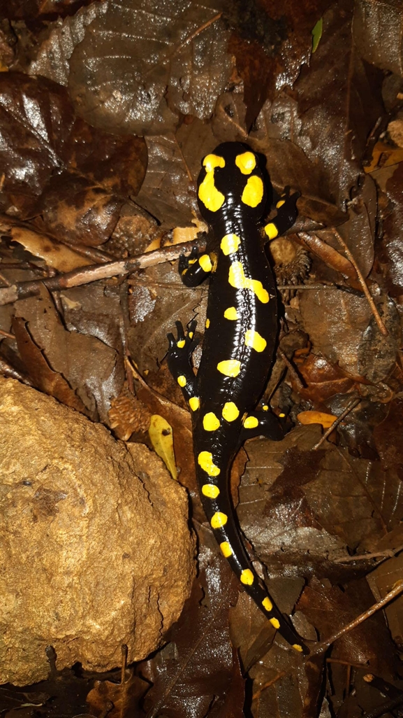 Salamandra infraimmaculata  photographed by רמדאן עיסא 