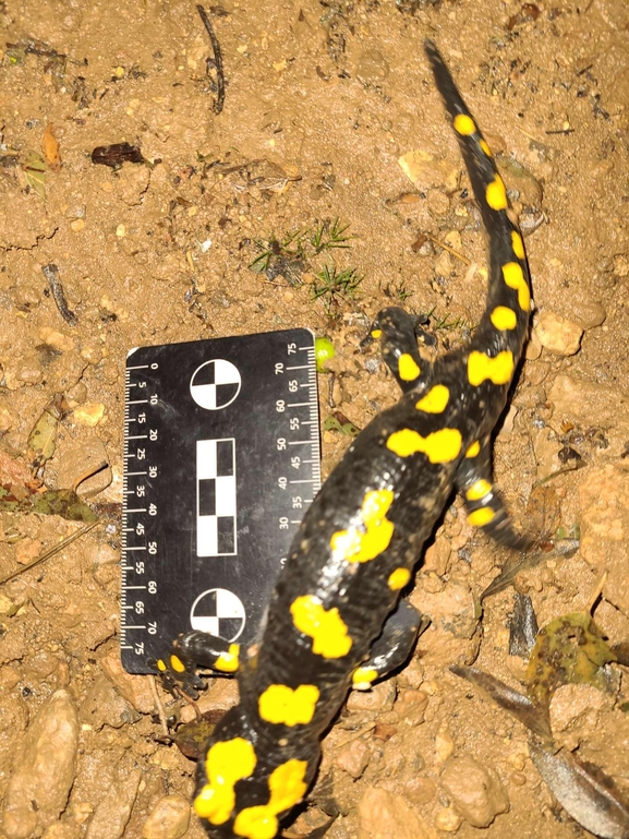 Salamandra infraimmaculata  photographed by רמדאן עיסא 