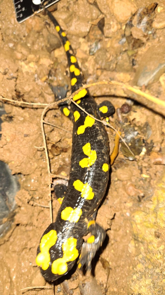 Salamandra infraimmaculata  photographed by רמדאן עיסא 