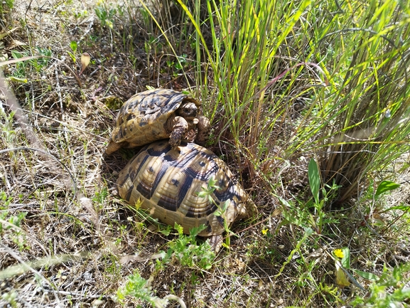 Testudo graeca  photographed by בעז שחם 