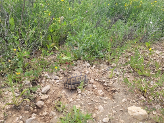 Testudo graeca  photographed by סיון מרדוק 