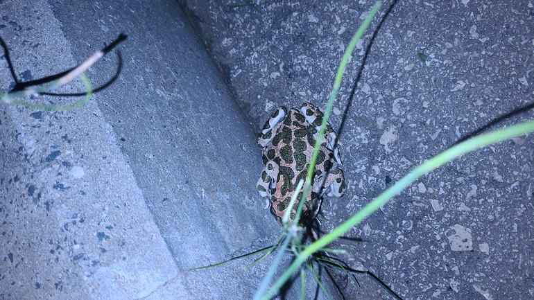 Bufo viridis  photographed by שי קורן 