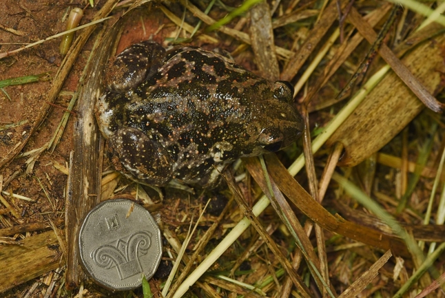 Pelobates syriacus syriacus  photographed by אלדד אלרון 