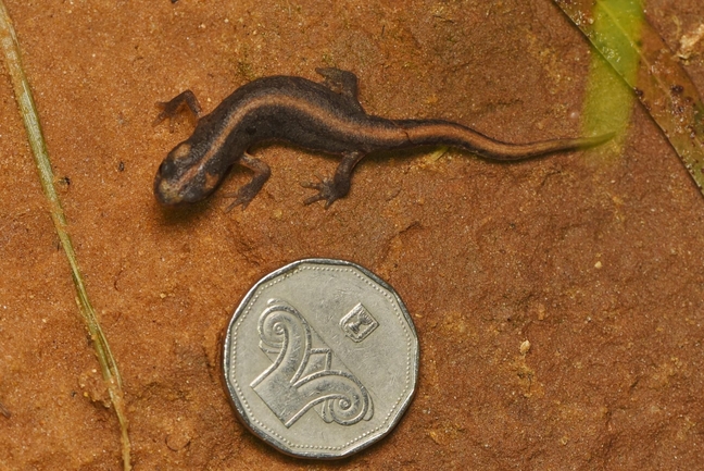 Triturus vittatus vittatus  photographed by אלדד אלרון 