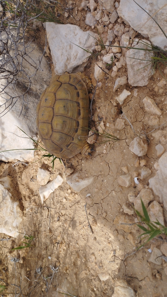 Testudo graeca  photographed by יהונתן רונס 