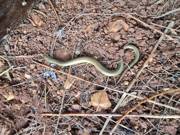 Chalcides guentheri  photographed by גיל בן-עזרא 