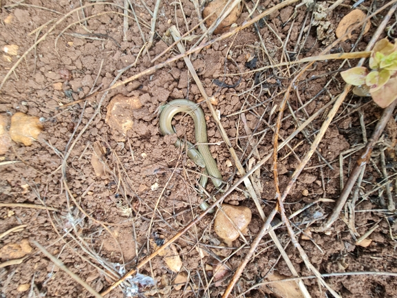 Chalcides guentheri  photographed by גיל בן-עזרא 