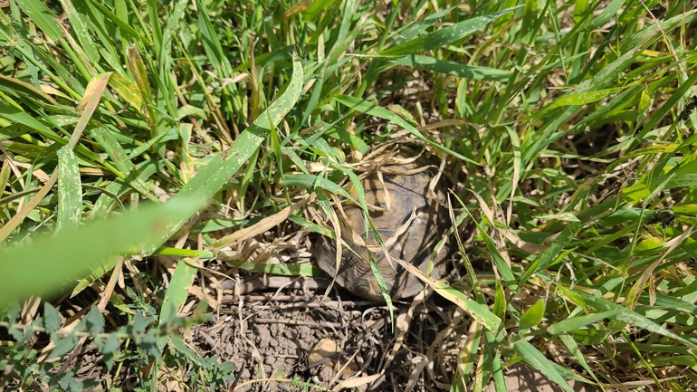 Testudo graeca  photographed by הדס כהנר 