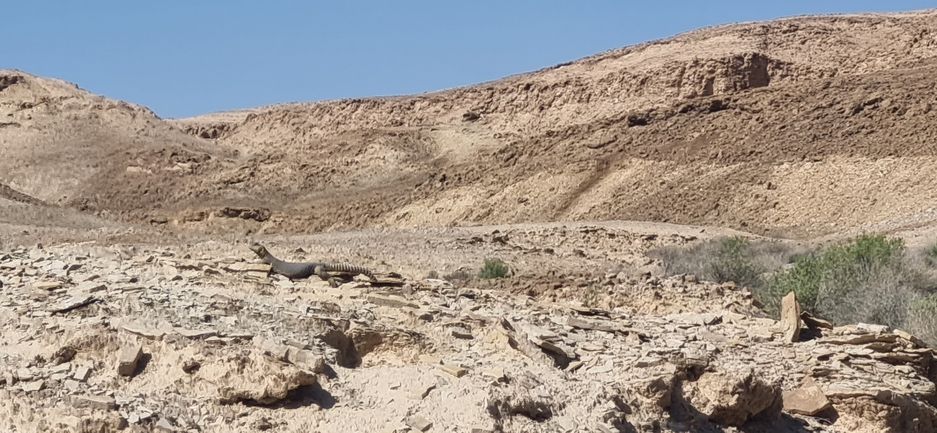 Dabb Lizard  photographed by דניאל שמר 