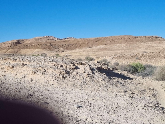 Dabb Lizard  photographed by דניאל שמר 