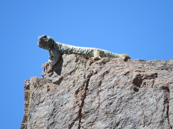 Uromastyx ornata  צולם על ידי אסף הברי 