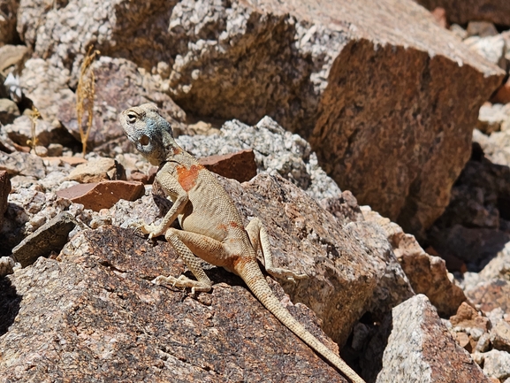 Agama sinaita  photographed by אביעד בר 