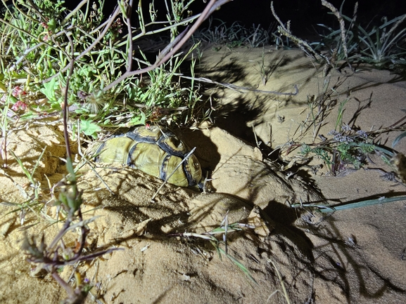 Testudo kleinmanni  photographed by אביעד בר 