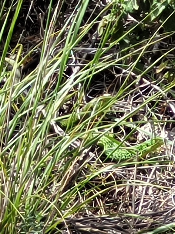 Lacerta trilineata israelica  photographed by ניתאי אבירם 