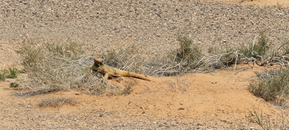 Dabb Lizard  photographed by תום זילברברג 