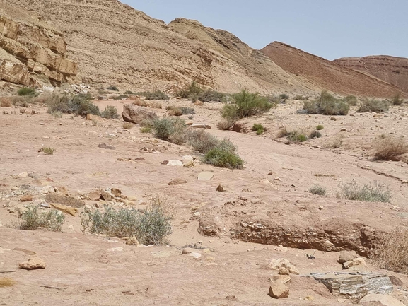 Dabb Lizard  photographed by דניאל שמר 