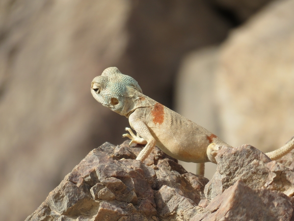 Agama sinaita  photographed by אסף הברי 